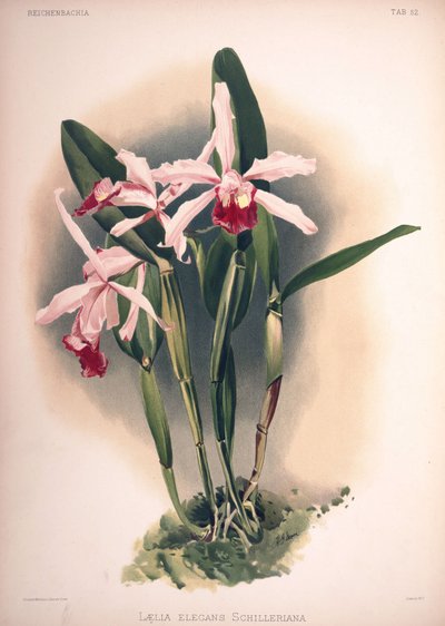 Cattleya × elegans, synonyme : Laelia × elegans var. schilleriana - London H. Sotheran and Co.